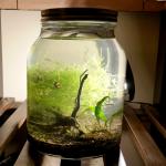 How to Keep a Small Aquarium Without Being Cruel to the Fish