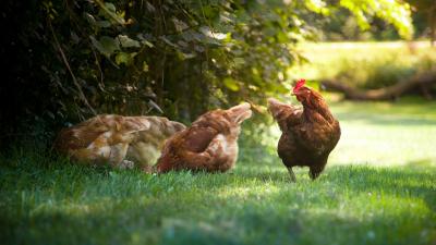 Australia’s Facing a Salmonella Outbreak — Here’s How to Keep Yourself and Your Chooks Safe