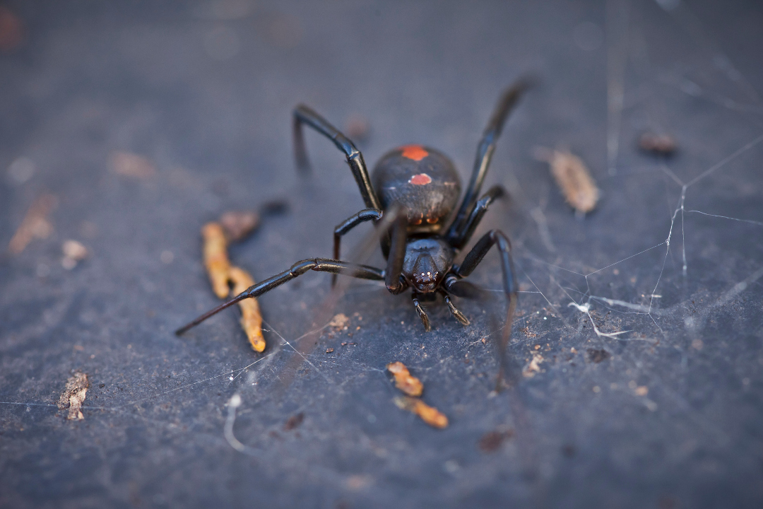 It's getting hotter, so spiders are emerging. Should I be alarmed? -  Institute for Molecular Bioscience - University of Queensland