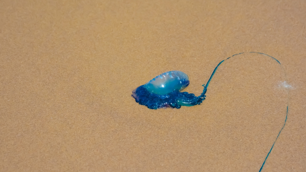 Bluebottle - The Australian Museum