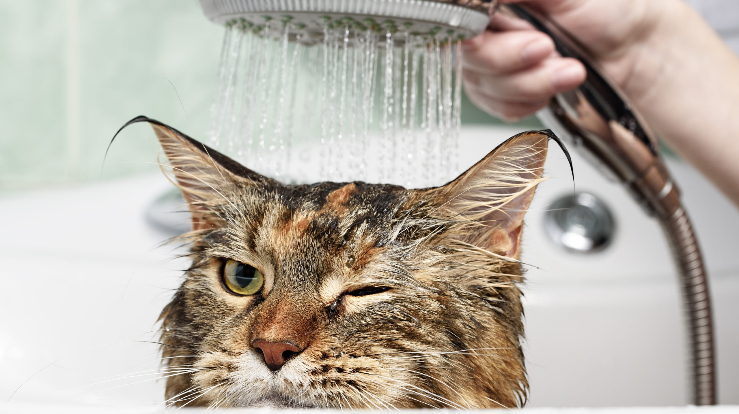 How To Give Your Cat A Bath   Pciioiyxsvdxxlbigvje Scaled 