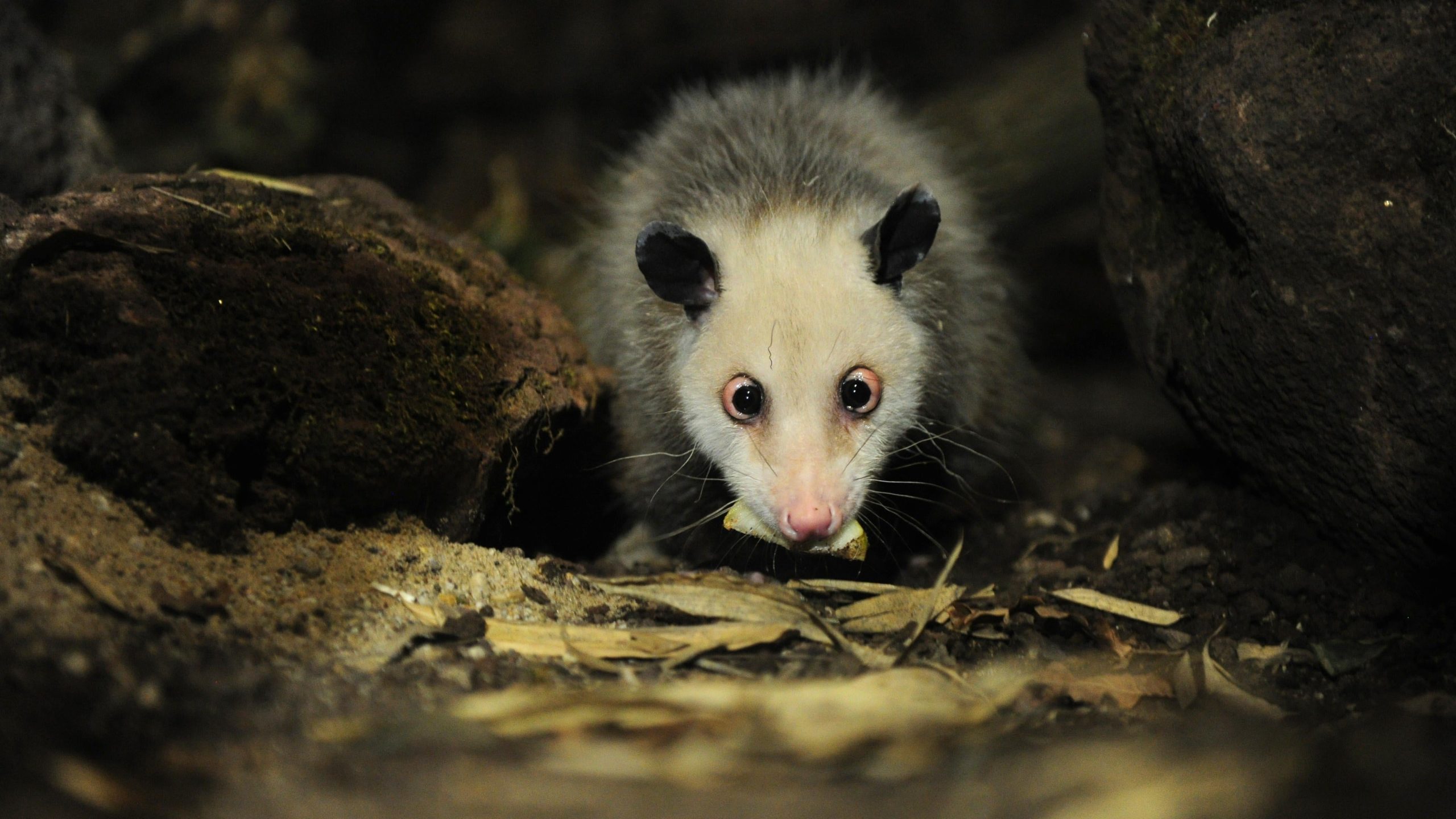 Expert Tips for Trapping An Opossum