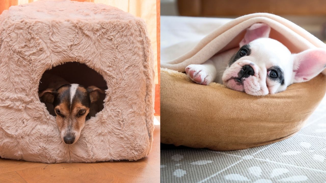 Anxiety Dog Bed The Best Cave Style & Bolster Style Dog Beds