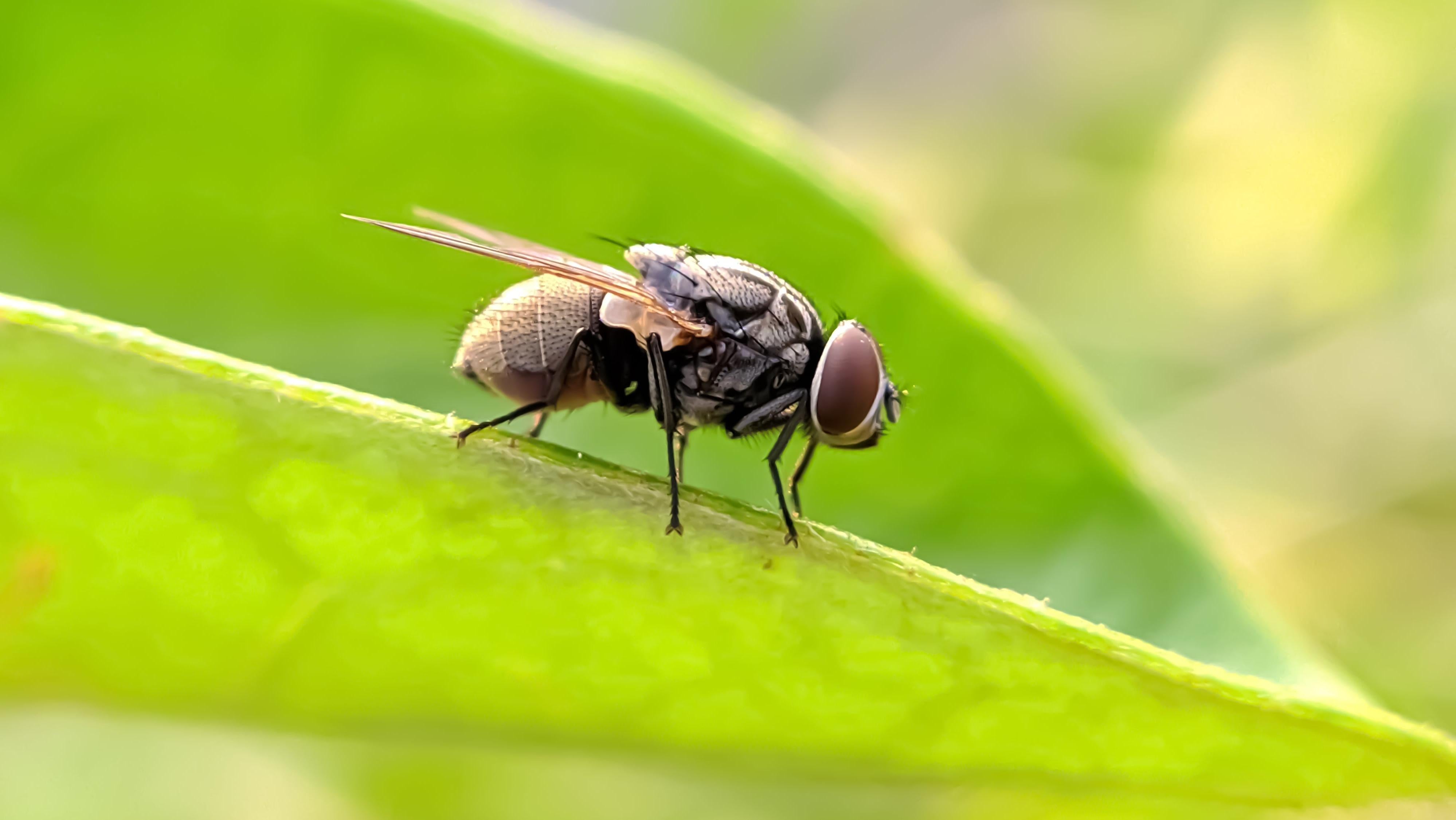 How to kill those pesky fruit flies / gnats flying around your home :  r/lifehacks