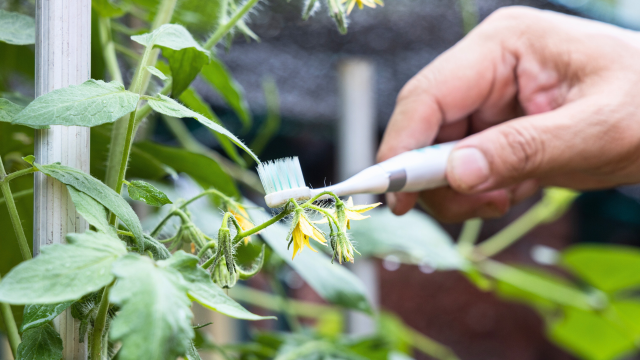The Four Best Methods to Hand Pollinate Plants