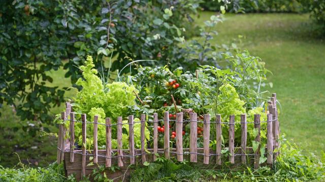 Don’t Plant These Vegetables Close Together