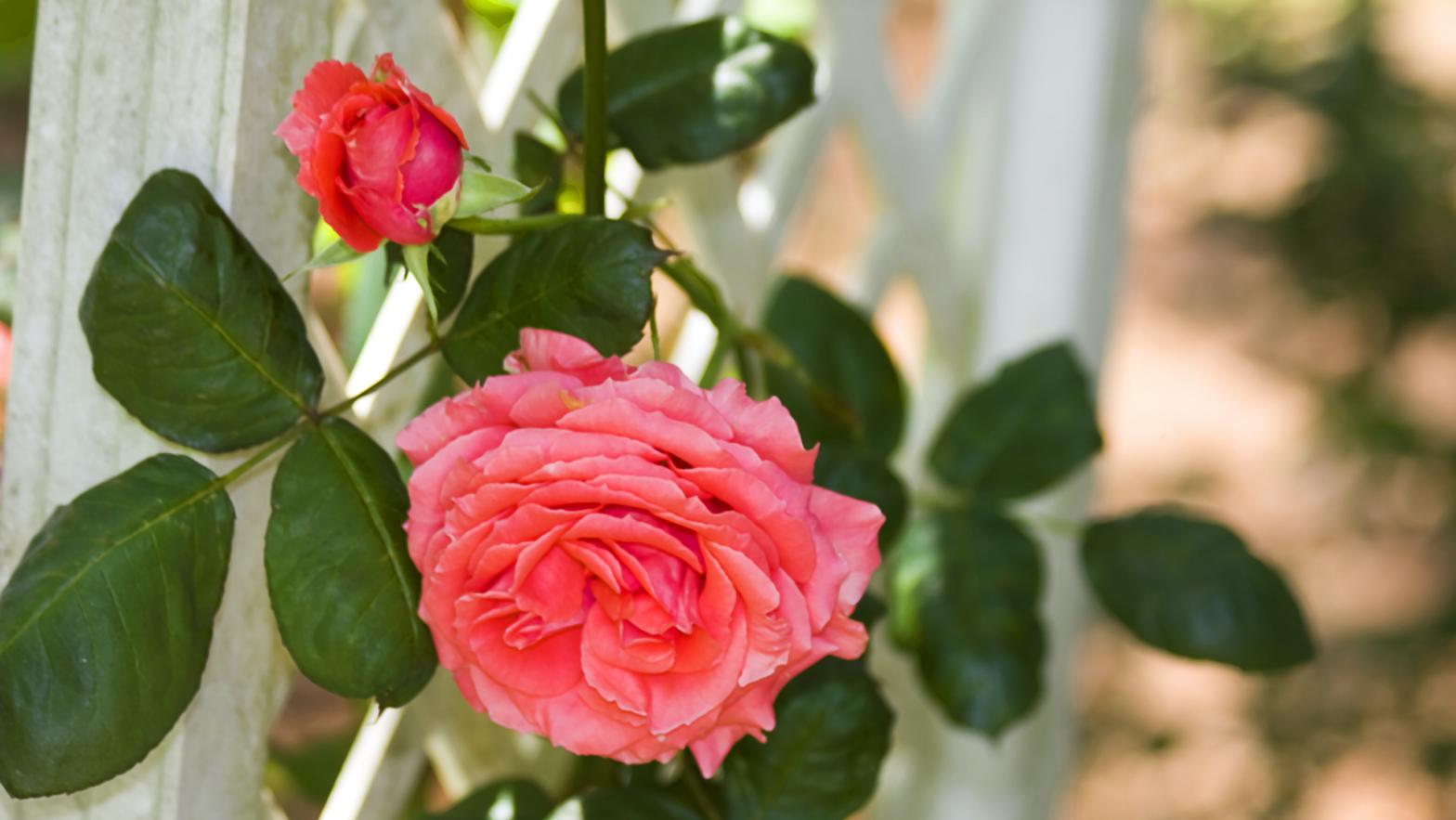 The Best Climbing Plants to Cover Your Garden Trellis