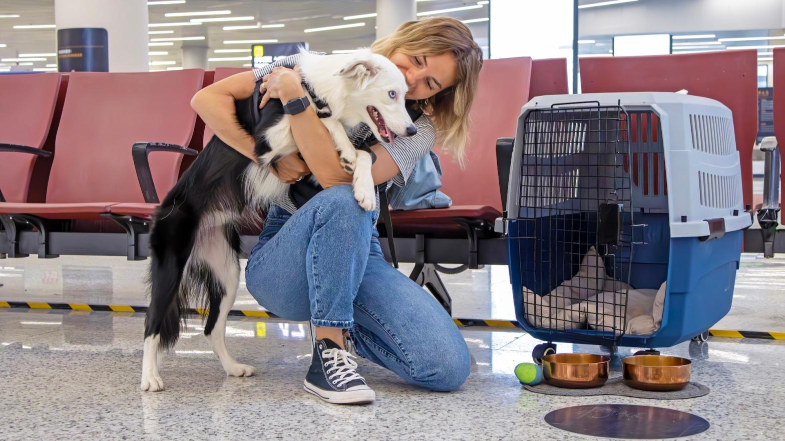 You Now Need These Documents to Clear Customs With Your Dog