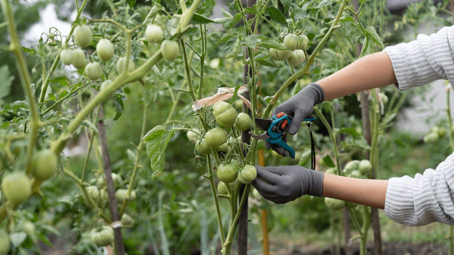 All the Ways You Can Extend Your Tomato Harvest (and How They’ve Worked for Me)