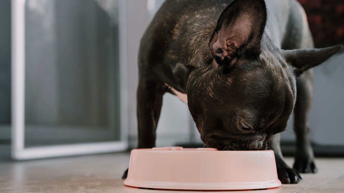 what foods should you never feed a dog