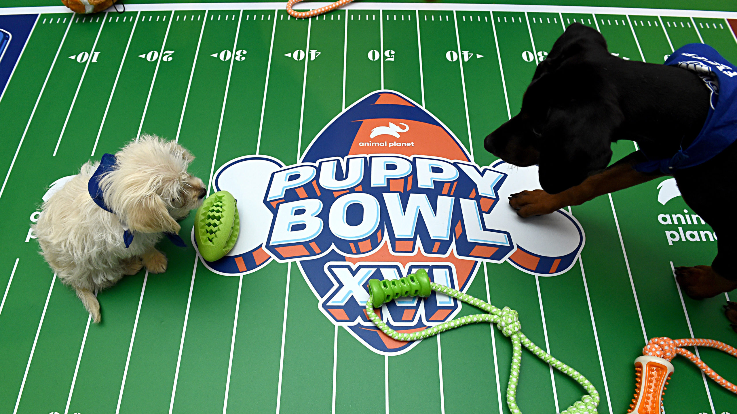 puppy bowl location