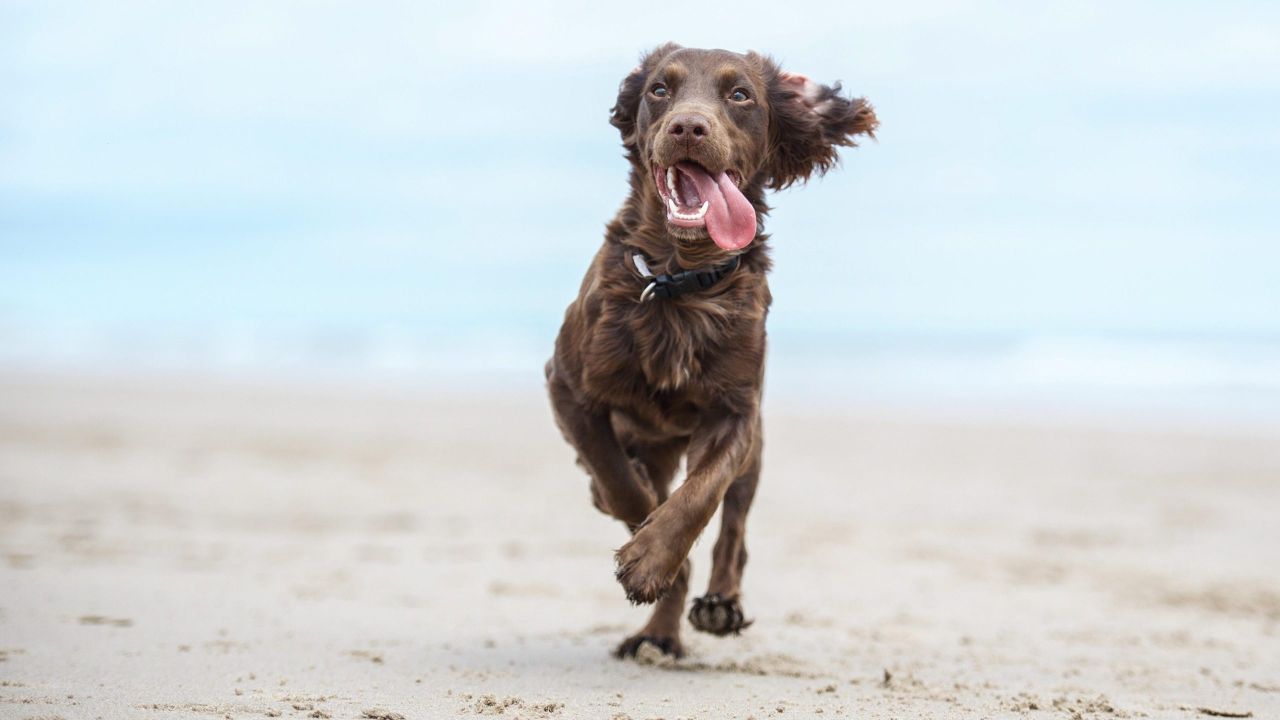 why do dogs have sudden bursts of energy