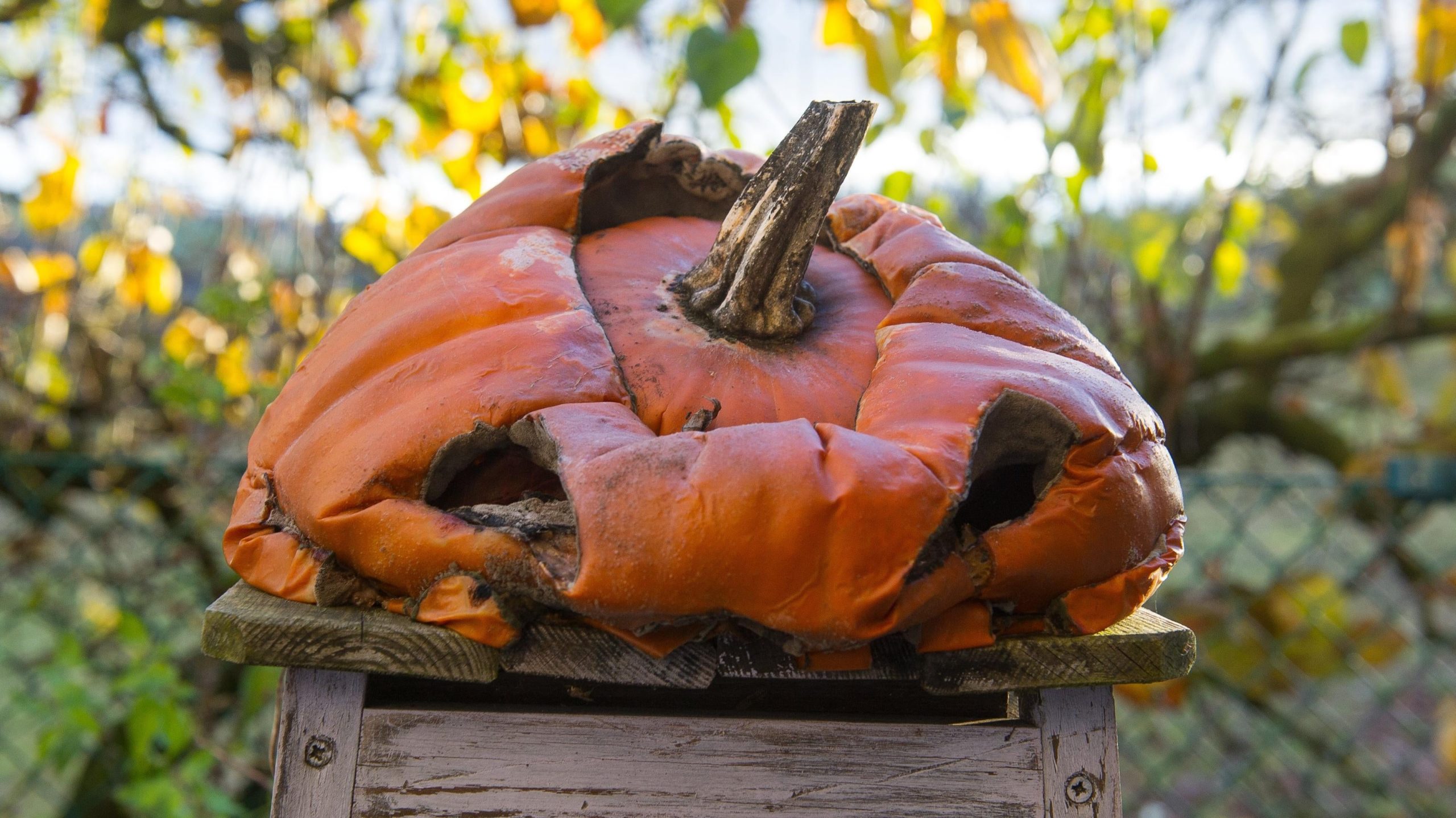 Stop Throwing Your Rotting Pumpkins In The Bin And Do This Instead