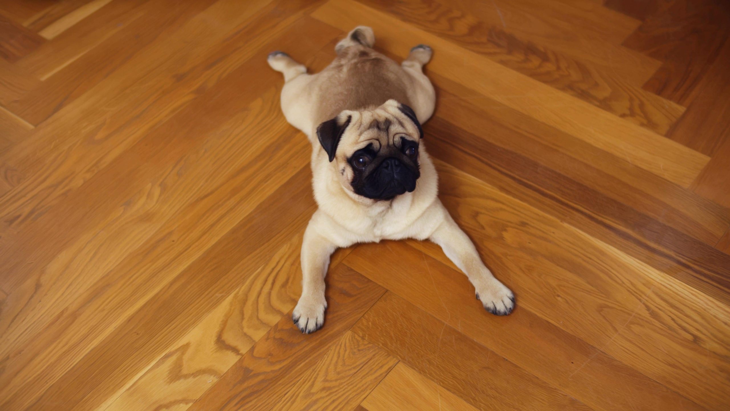 what type of flooring is best when you have dogs