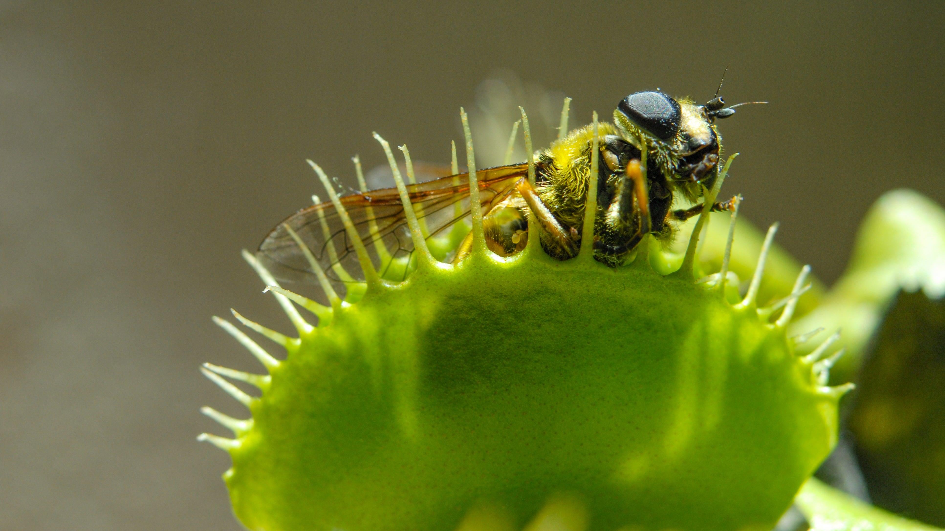 sundew plant eating fly